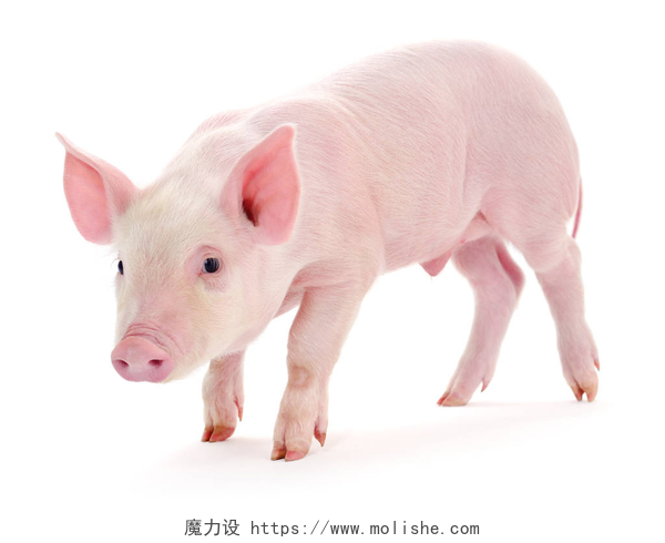 白色背景上一只粉嫩可爱的小猪关于白猪